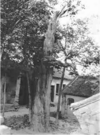 宝真观古柏
